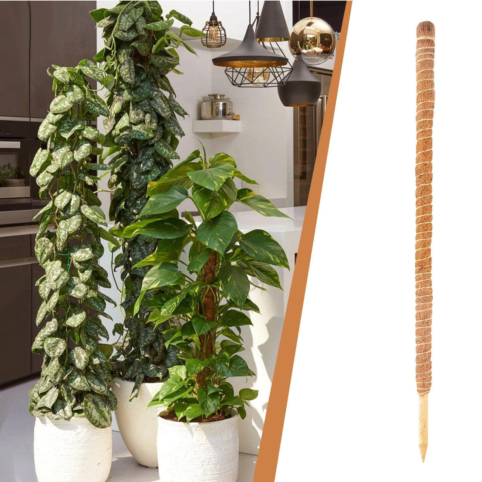 Amazon.co.jp: 60cm 曲げられる園芸支柱 モンステラ観葉植物